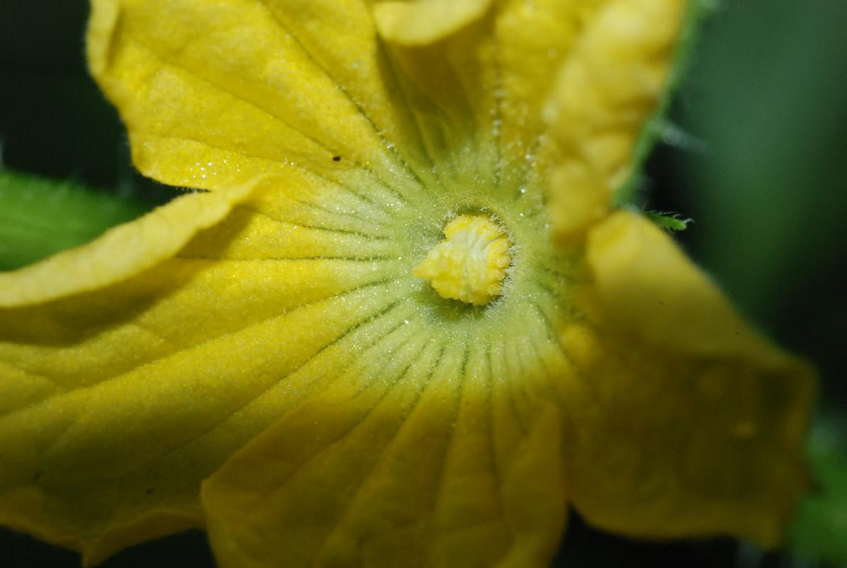 Melon